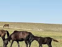 Yegua, Caballos — foto 3