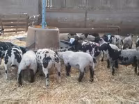 Baran, Zwartbles sheep — zdjęcie 1