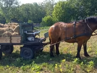 Cheval, Chevaux — photo 5