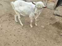 公山羊, Saanen goat — 照片 2