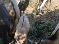 Billy Goat, Goats — photo 4