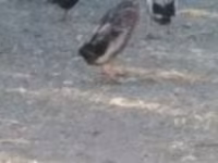 Ducks — photo 1