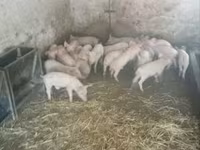猪（批次，未指定性别）, Pigs — 照片 1