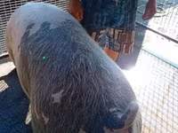 母猪, Pigs — 照片 3