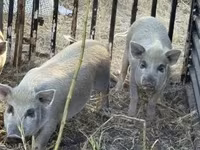 Säue, Schweine — Foto 3