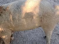 Sow, Pigs — photo 2