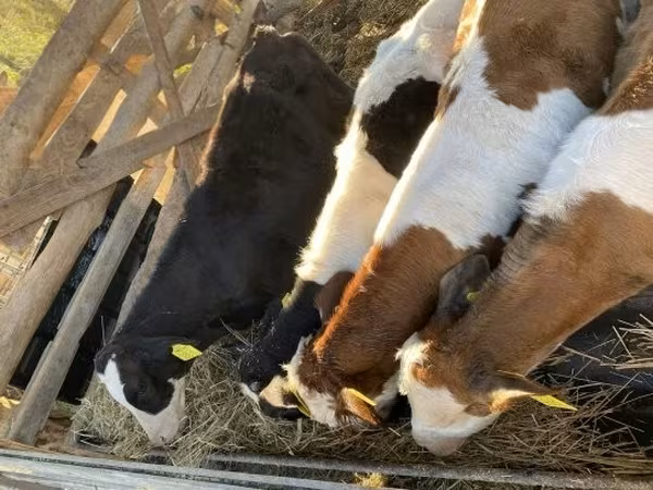 公牛, Simmental cattle — 匈牙利