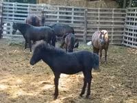 Cheval, Chevaux — photo 1
