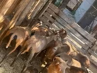 Schaf, Cameroon sheep — Foto 5