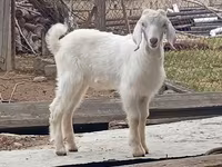 Ziegenbock, Damask goat — Foto 4