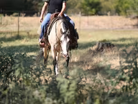 Égua, Quarter Horse — foto 5