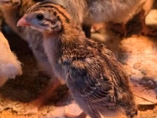 Guinea fowl — Maďarsko