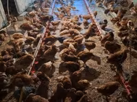 Chickens — 照片 2