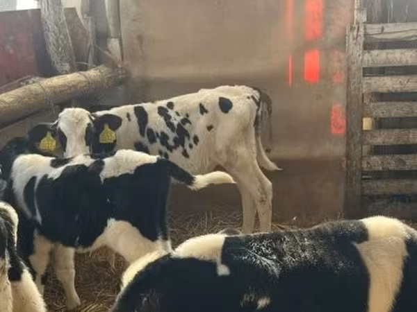 Бұқа, Russian Black pied cattle