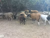 Oveja, Ovejas — foto 2