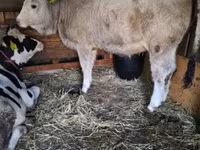 Vaca, Simmental cattle — foto 1