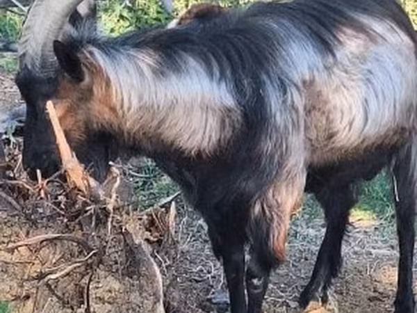 公山羊, Goats — 匈牙利