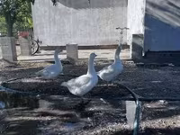 Geese — photo 2