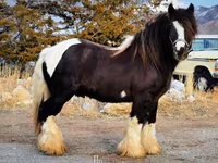 घोड़ी, Gypsy horse — फ़ोटो 7