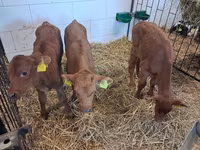 Touro, Simmental cattle — foto 8
