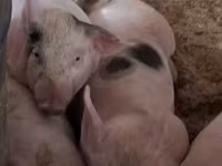 Sow, Pigs — photo 2
