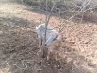 母山羊, Goats — 照片 2