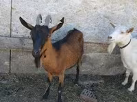 नर सूअर, सूअर — फ़ोटो 4