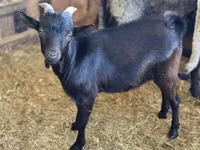 Billy Goat, Dutch Landrace goats — photo 1