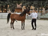 Hing, Arabian horse — 3. fotó