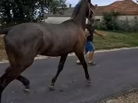 Caballo, Lipizzaner — foto 3
