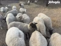Kos, Tsigai sheep — 3. fotó