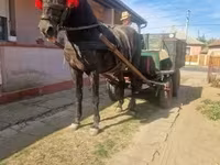 Kůň, Koně — foto 5