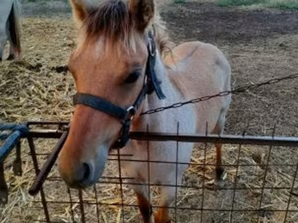 Horse (M), Welsh Cob