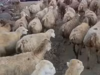 Oveja, Daglıс sheep — foto 2