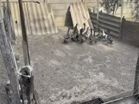 Ducks — 照片 6