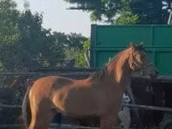 Jument, Arabian horse