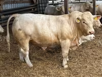 Byk, Charolais cattle — zdjęcie 3