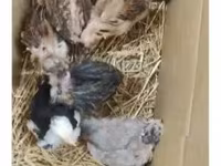 Chickens — zdjęcie 4