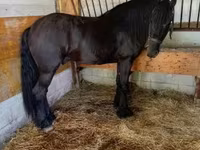 Hing, Friesian — 3. fotó