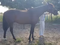 Caballo, Caballos — foto 5