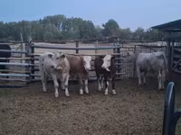 Bika, Simmental cattle — 4. fotó