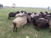 Qoyun, Qoyunlar — foto 3