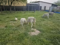 绵羊（批次，未指定性别）, Sheep — 照片 3