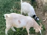 Koza, Boer goat — foto 5