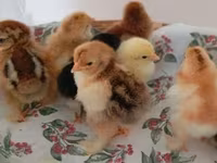 Chickens — photo 6