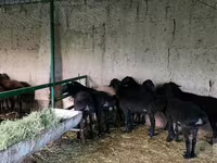 Sheep (batch, sex not specified), Sheep — photo 2