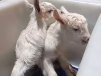 Nőstény kecske, Saanen goat — 6. fotó