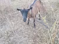 Ziege, Alpine goat — Foto 2