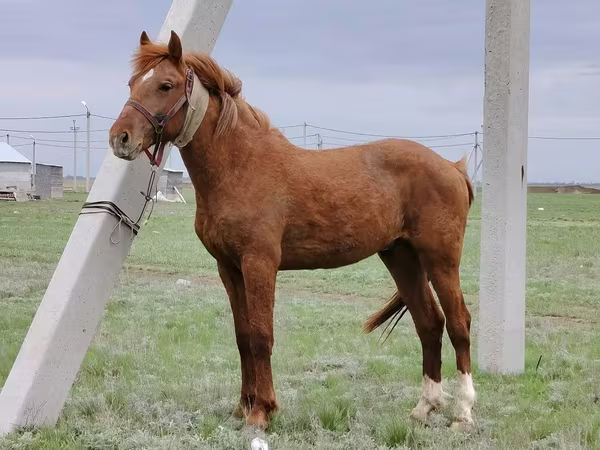 Hing, Budyonny horse