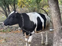 Bulle, Russian Black pied cattle — Foto 4